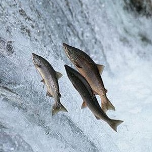 Salmon Migration